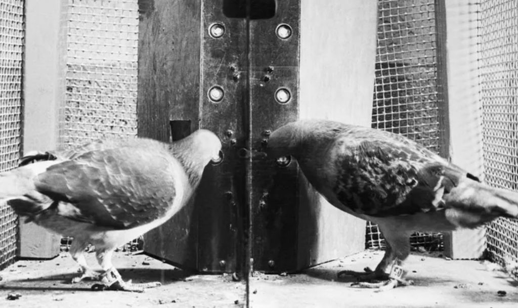La boite de Skinner, et ses pigeons qui découvrent leur lot du moment.