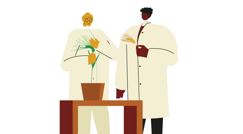 2 scientists discussing crop varieties.